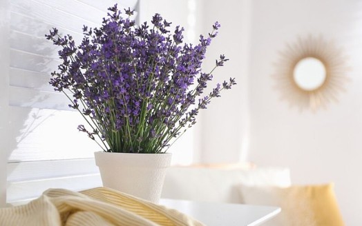 Để Có Giấc Ngủ Ngon Đừng Nên Bỏ Qua 5 Loại Cây Trồng Trong Nhà Này
