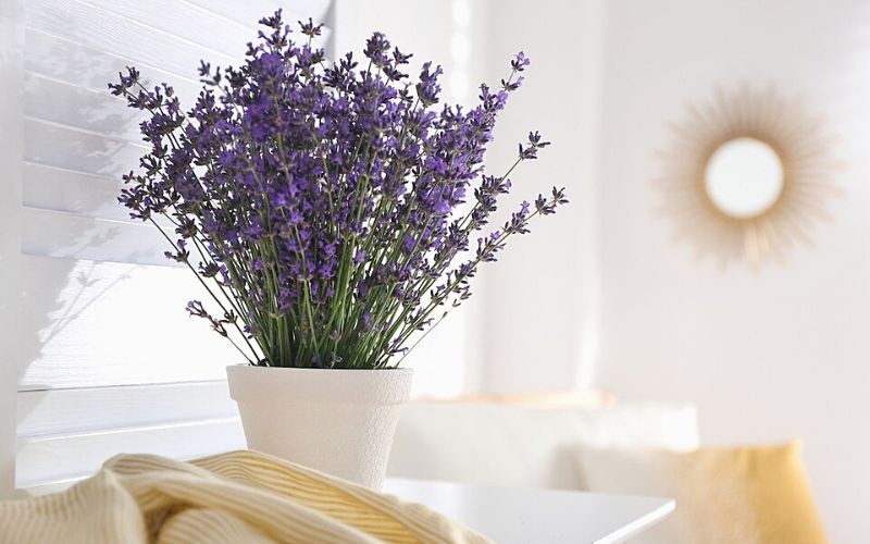 Trồng cây oải hương trong nhà giúp bạn ngủ ngon giấc hơn