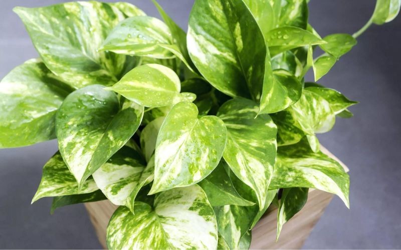 Trồng cây trầu bà vàng trong nhà giúp bạn ngủ ngon giấc hơn