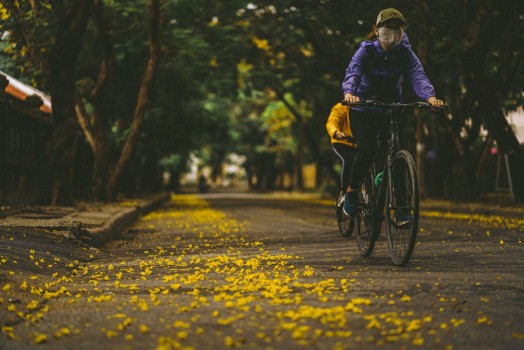 Huế Gửi Thông Điệp Mùa Hè Bằng Màu Vàng Hoa Hoàng Điệp
