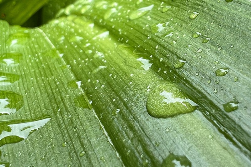 iphone 13 pro max macro anh chup mau didongviet 3