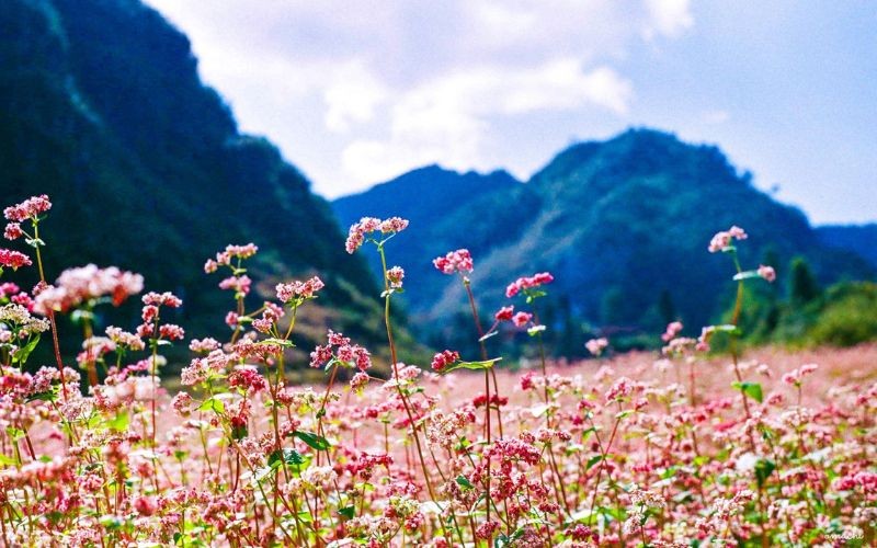 Đi du lịch mùa hoa tam giác mạch cần lưu ý điều gì?