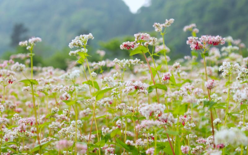Khám Phá Những Cánh Đồng Hoa Tam Giác Mạch Đẹp Nhất Việt Nam