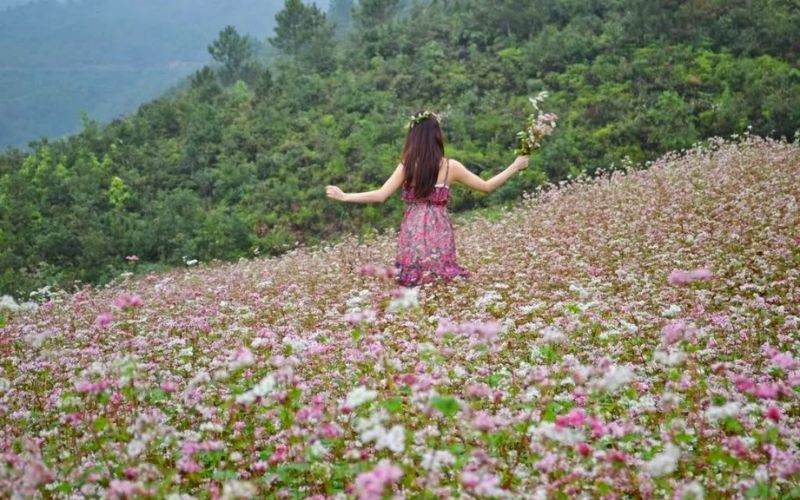 Hoa tam giác mạch nở vào tháng mấy?