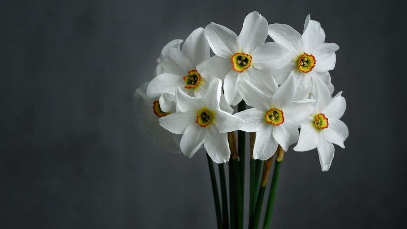 Muốn Nhà Luôn Thơm Mát Tự Nhiên, Hãy Trồng 4 Loại Cây Sau