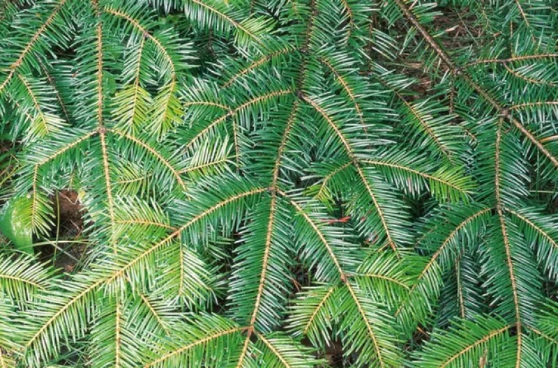 Những loại cây Giáng sinh phổ biến trên thế giới - Ảnh 5.