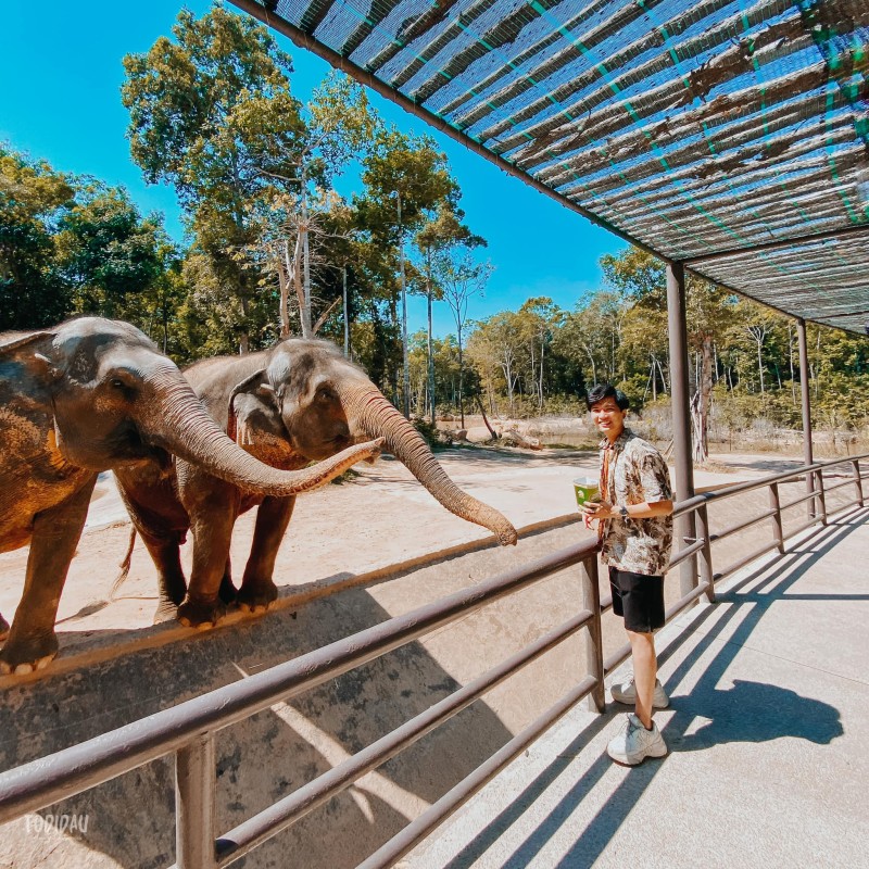 2 bé voi ở Safari