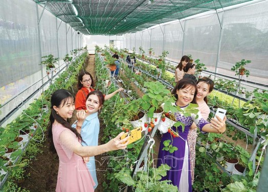 Vườn Dâu Tây Cà Mau Farm Điểm Du Lịch Mới Cho Tuổi Teen